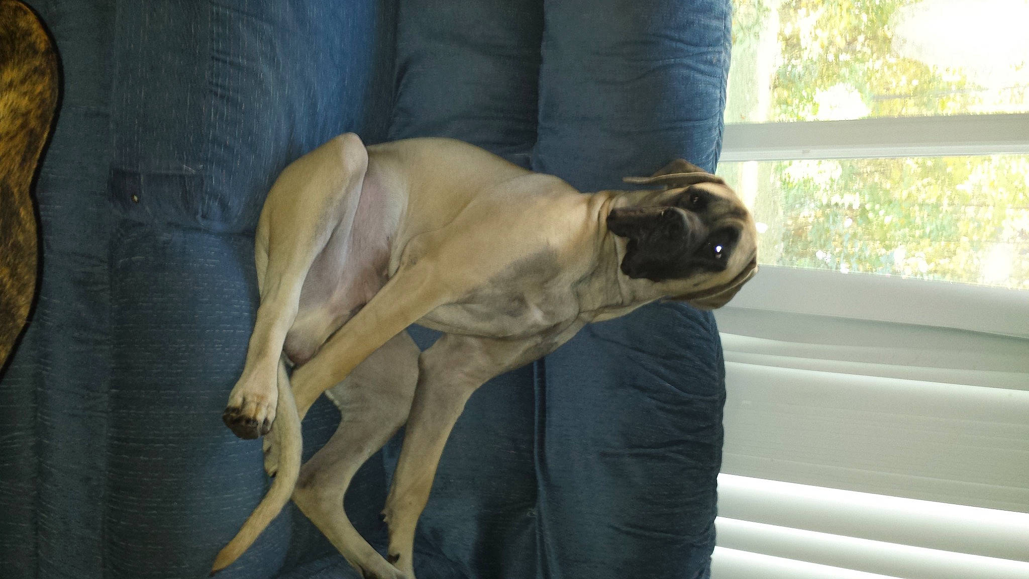 Hooch joined the competition — help win amazing prizes! canidae, carnivore, comfort, companion_dog, dog, dog_breed, dog_collar, fawn, guard_dog, liver, sighthound, snout, sporting_group, tail, terrestrial_animal, tree, window, wood, working_animal, working_dog