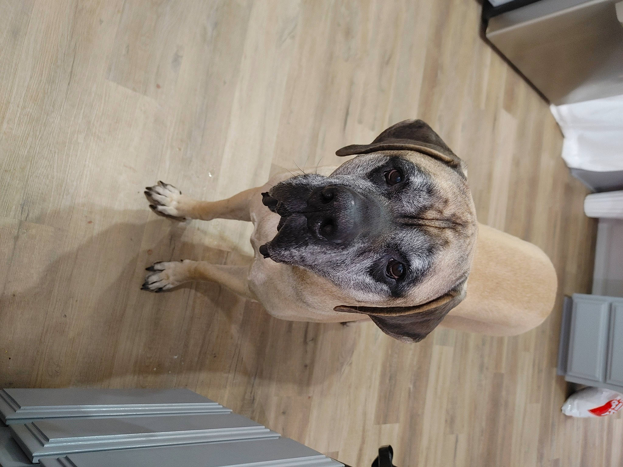 Hooch is registered to the contest to win money with this photo: canidae, carnivore, ceiling, companion_dog, dog, dog_breed, fawn, flooring, fur, grey, hardwood, non_sporting_group, pet_supply, room, sculpture, snout, sporting_group, tail, wood, working_animal