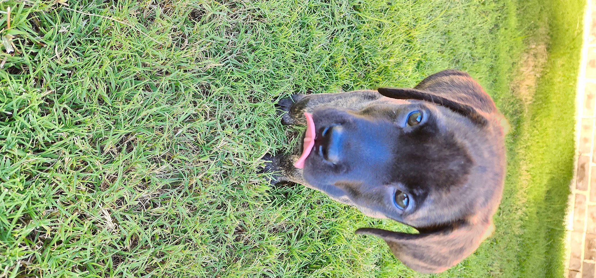 Yogi joined the competition — help win amazing prizes! borador, canidae, carnivore, collar, dog, dog_breed, dog_collar, fashion_accessory, fawn, grass, groundcover, hat, liver, plant, snout, sporting_group, terrestrial_animal, whiskers, working_animal, working_dog