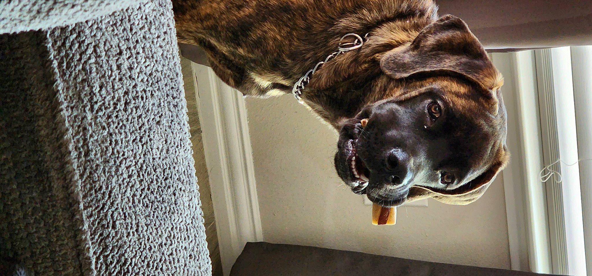 Yogi joined the competition — help win amazing prizes! boxer, canidae, carnivore, collar, companion_dog, dog, dog_breed, dog_collar, ear, fawn, fur, guard_dog, liver, snout, sporting_group, terrestrial_animal, whiskers, window, working_animal, wrinkle