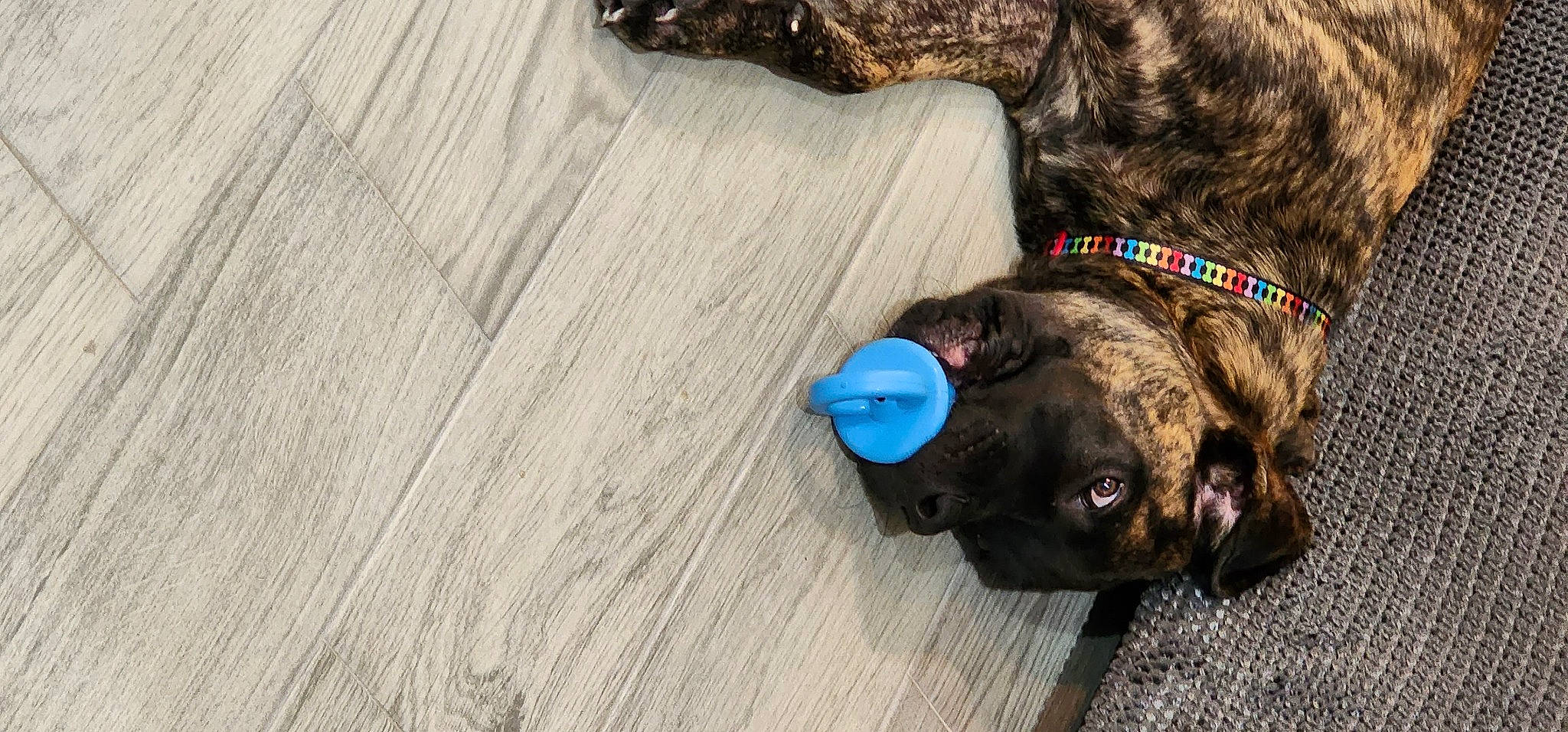 Yogi joined the competition — help win amazing prizes! canidae, carnivore, collar, companion_dog, dog, dog_breed, dog_collar, dog_supply, fawn, flooring, hardwood, leash, liver, pet_supply, pug, snout, sporting_group, tail, wood, working_animal