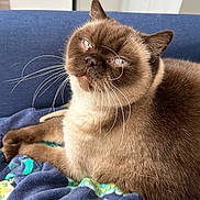 Olly joined the competition — help win amazing prizes! cat, feline, pet, brown_fur, cream_fur, whiskers, blue_couch, blanket, indoor, domestic_animal, relaxed, close_up, animal_face, fur_texture, cute, resting, cozy, looking_up, whiskers_visible, mammal