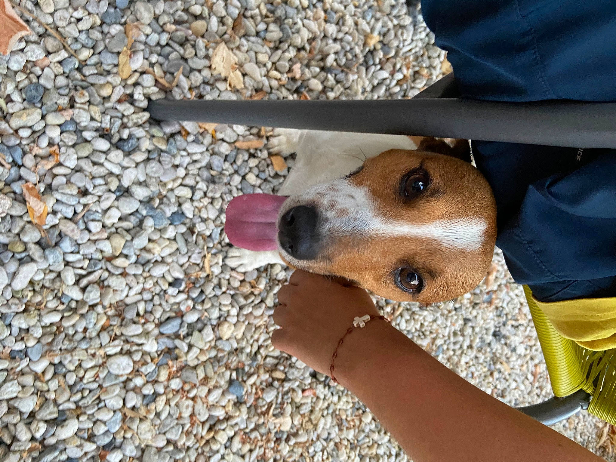 Jacky participe au concours pour gagner de l'argent avec cette photo : canidae, carnivore, companion_dog, dog, dog_breed, fawn, mammal, snout