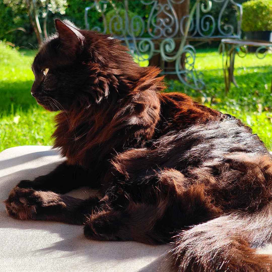 Bounty a rejoint le concours — aidez-le/la à gagner de superbes lots ! animal, black_cat, cat, cushion, daylight, feline, fluffy, fur, garden, greenery, metal_chair, nature, outdoor, peaceful, pet, relaxed, resting, shadow, side_view, sunlight