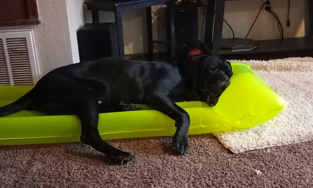 Jrihar joined the competition — help win amazing prizes! borador, canidae, carnivore, chair, comfort, companion_dog, dog, dog_breed, dog_collar, dog_supply, door, fawn, flooring, grass, guard_dog, liver, sporting_group, tail, whiskers, working_animal