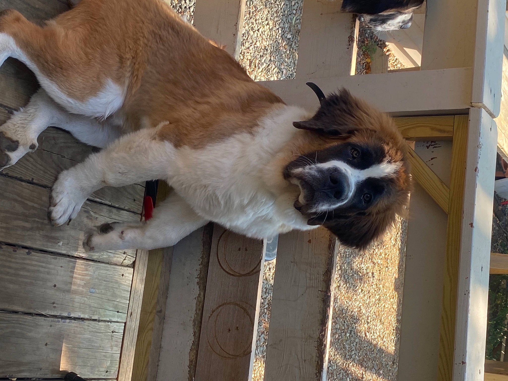 Wyatt is registered to the contest to win money with this photo: canidae, carnivore, claw, collar, companion_dog, dog, dog_breed, dog_collar, fawn, fur, home_fencing, liver, snout, sporting_group, tail, terrestrial_animal, vertebrate, whiskers, working_animal