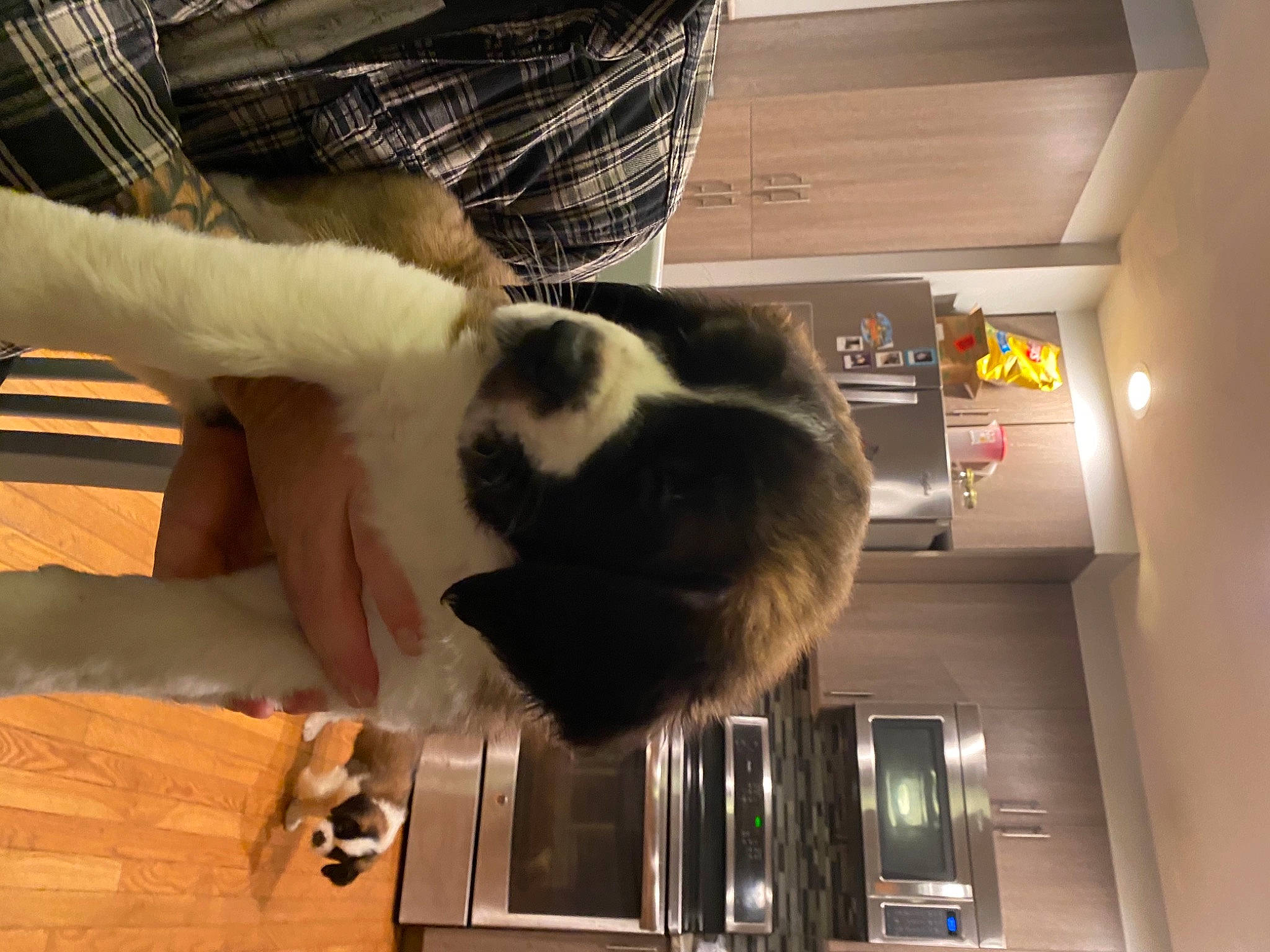 Wyatt is registered to the contest to win money with this photo: carnivore, cat, felidae, foot, fur, kitchen, kitchen_appliance, laminate_flooring, major_appliance, plaid, plywood, small_appliance, small_to_medium_sized_cats, tartan, wood_flooring, wood_stain