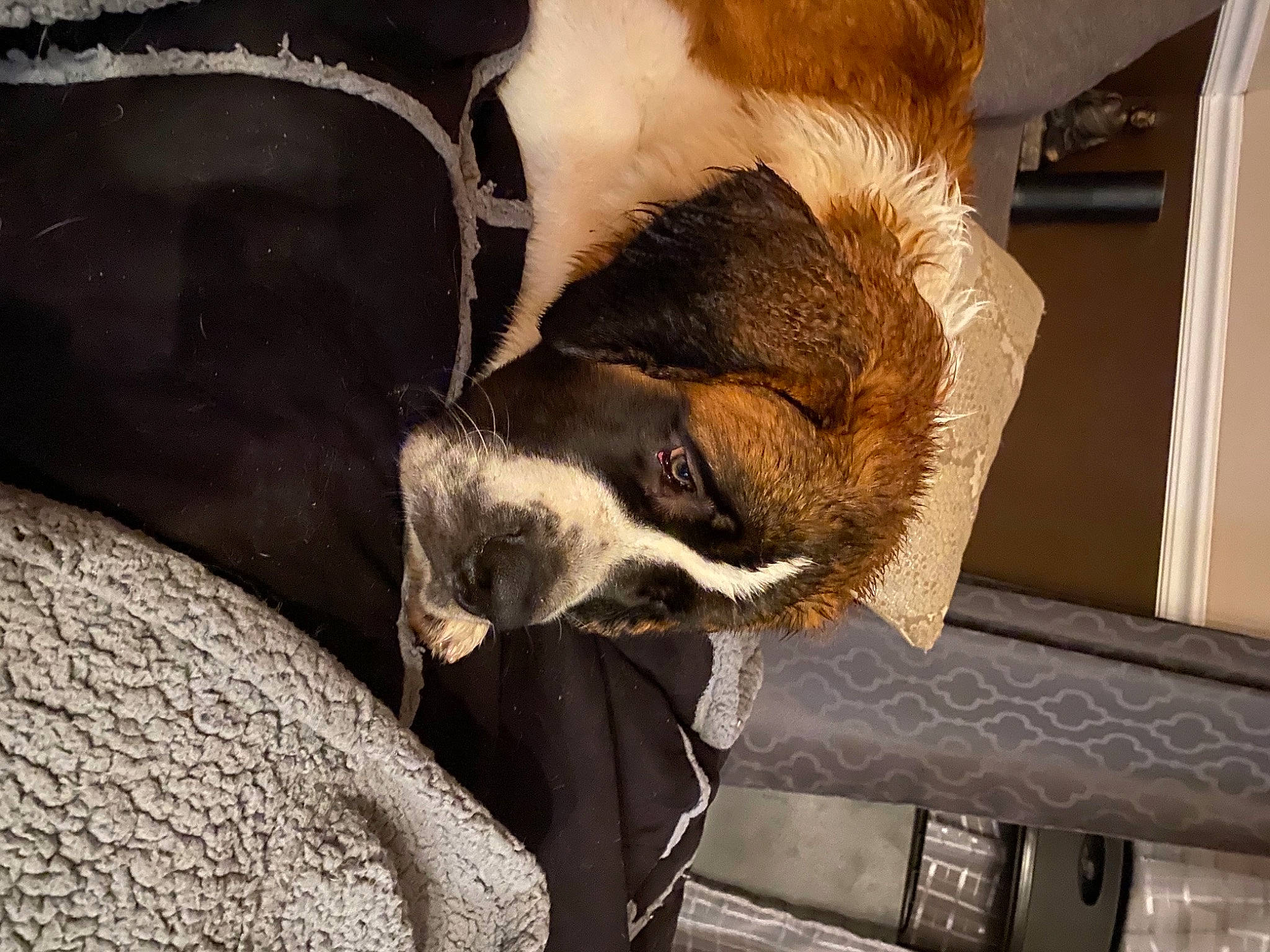 Wyatt joined the competition — help win amazing prizes! beige, canidae, carnivore, companion_dog, dog, dog_breed, fawn, fur, liver, paw, sleep, snout, working_animal