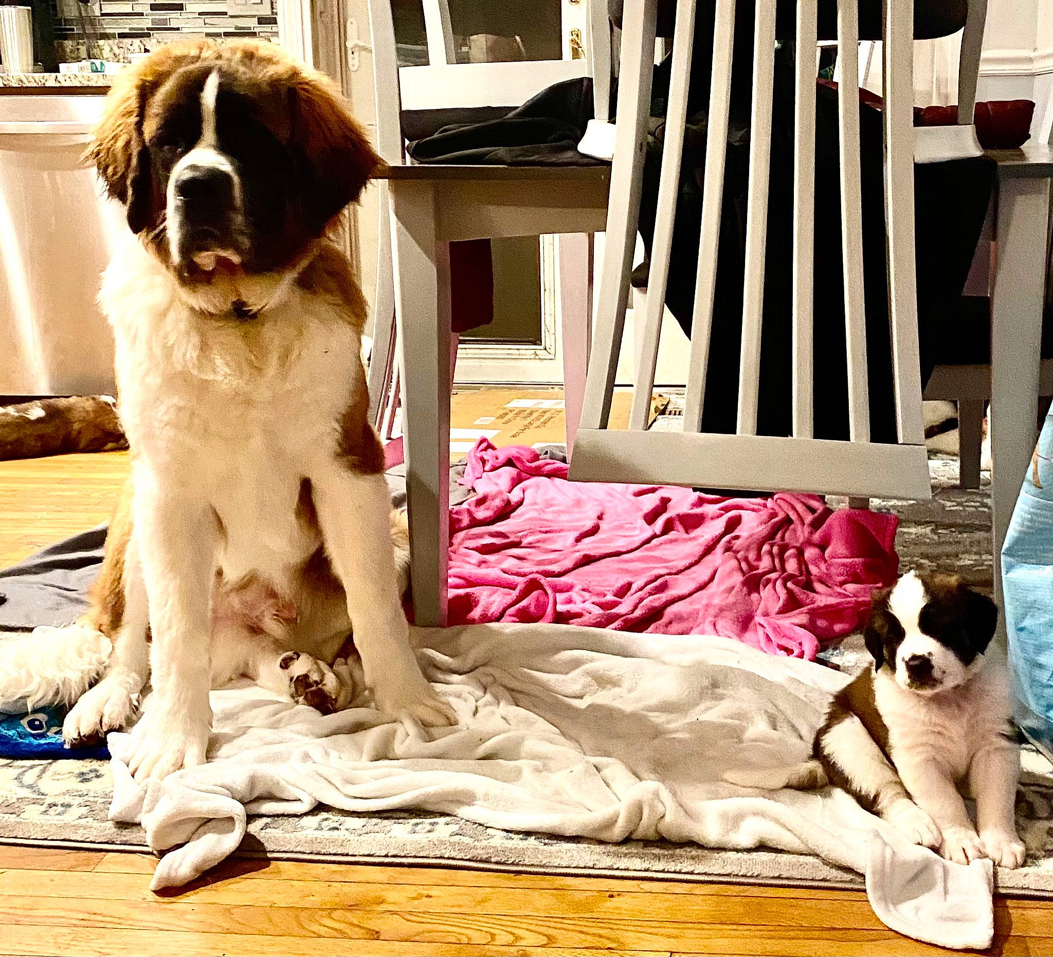 Wyatt is registered to the contest to win money with this photo: canidae, carnivore, companion_dog, dog, dog_breed, floor, flooring, home, interior_design, linens, living_room, moscow_watchdog, room, snout, sporting_group, st_bernard, vertebrate, wood_flooring, working_animal, working_dog