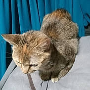 Charlie joined the competition — help win amazing prizes! animal, blue_curtains, cat, close_up, curious, curtains, cute, domestic_animal, ears, feline, fur, indoor, looking_down, mammal, paws, pet, resting, soft_surface, tabby_cat, whiskers
