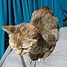 animal, blue_curtains, cat, close_up, curious, curtains, cute, domestic_animal, ears, feline, fur, indoor, looking_down, mammal, paws, pet, resting, soft_surface, tabby_cat, whiskers