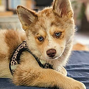 Awaï a rejoint le concours — aidez-le/la à gagner de superbes lots ! puppy, dog, blue_eyes, fur, harness, leopard_print, lying_down, indoors, close_up, pet, cute, animal, young_dog, soft_fur, nose, ears, paws, resting, portrait, looking