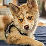 puppy, dog, blue_eyes, fur, harness, leopard_print, lying_down, indoors, close_up, pet, cute, animal, young_dog, soft_fur, nose, ears, paws, resting, portrait, looking