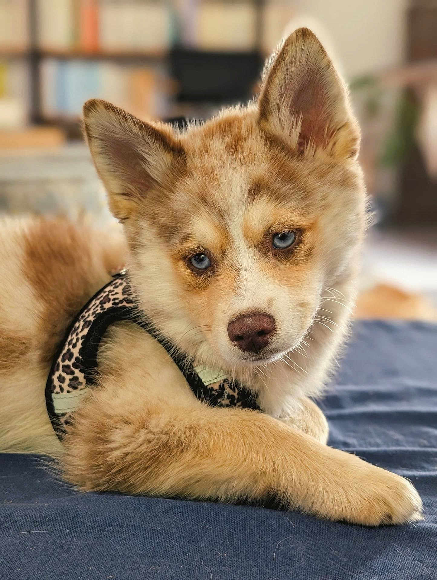 Awaï a rejoint le concours — aidez-le/la à gagner de superbes lots ! puppy, dog, blue_eyes, fur, harness, leopard_print, lying_down, indoors, close_up, pet, cute, animal, young_dog, soft_fur, nose, ears, paws, resting, portrait, looking