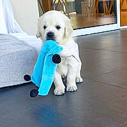 Algor a rejoint le concours — aidez-le/la à gagner de superbes lots ! puppy, dog, white_dog, plush_toy, blue_toy, floor, indoor, blanket, cozy, pet, animal, playful, cute, young_dog, fur, small_dog, home, modern, glass_door, adorable