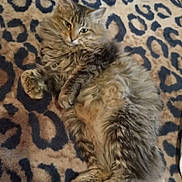 Cheyenne is registered to the contest to win money with this photo: cat, tabby, fluffy, lying_down, resting, pet, animal, feline, fur, whiskers, ears, paws, leopard_print, blanket, indoor, cute, relaxed, sleepy, cozy, pattern