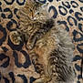 cat, tabby, fluffy, lying_down, resting, pet, animal, feline, fur, whiskers, ears, paws, leopard_print, blanket, indoor, cute, relaxed, sleepy, cozy, pattern