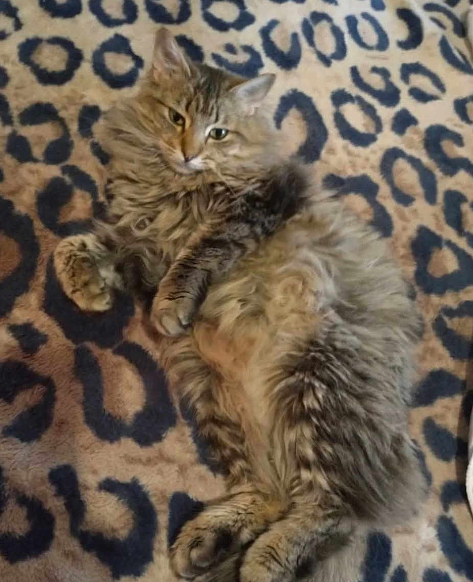 Cheyenne