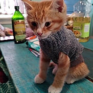 Bowie is registered to the contest to win money with this photo: kitten, cat, orange_cat, sweater, pet, indoor, table, furniture, cozy, curious, animal, cute, small, feline, whiskers, domestic, young, fur, paws, household