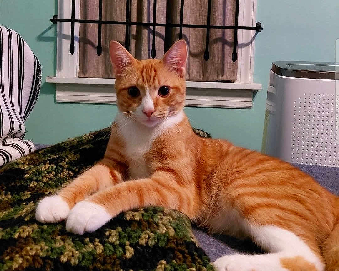 Bowie joined the competition — help win amazing prizes! cat, orange_cat, white_paws, lying_down, blanket, knitted_blanket, indoor, window, curtains, furniture, pet, domestic_cat, striped_cat, relaxed, feline, cozy, resting, home, cute, animal