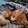 Bowie joined the competition — help win amazing prizes! kitten, cat, sleeping, orange_tabby, fur, whiskers, blanket, cozy, cute, pet, animal, nap, soft, warm, indoor, closeup, resting, feline, cute_animal, domestic_cat