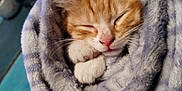 Bowie joined the competition — help win amazing prizes! kitten, cat, sleeping, blanket, cozy, fur, orange_cat, white_paws, cute, pet, animal, domestic_cat, resting, soft_texture, indoor, closeup, wrapped, snug, peaceful, nap