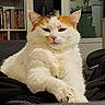 Canelle participe au concours pour gagner de l'argent avec cette photo : animal, blanket, books, cabinet, cat, couch, cozy, feline, fur, furniture, home, indoor, orange_cat, paw, pet, relaxed, resting, shelf, sitting, white_cat