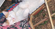 Canelle participe au concours pour gagner de l'argent avec cette photo : animal, black_patch, cat, chair, comfort, cozy, cute, floral_pattern, fluffy, garden, hammock, nature, orange_patch, outdoor, pet, relaxing, resting, sleeping, sunny, white_cat