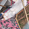 animal, black_patch, cat, chair, comfort, cozy, cute, floral_pattern, fluffy, garden, hammock, nature, orange_patch, outdoor, pet, relaxing, resting, sleeping, sunny, white_cat