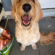 Echo joined the competition — help win amazing prizes! dog, golden_doodle, pet, happy, smiling, tongue_out, fluffy, fur, canine, indoor, floor, tail, food_bag, looking_up, cute, animal, mammal, companion, friendly, playful