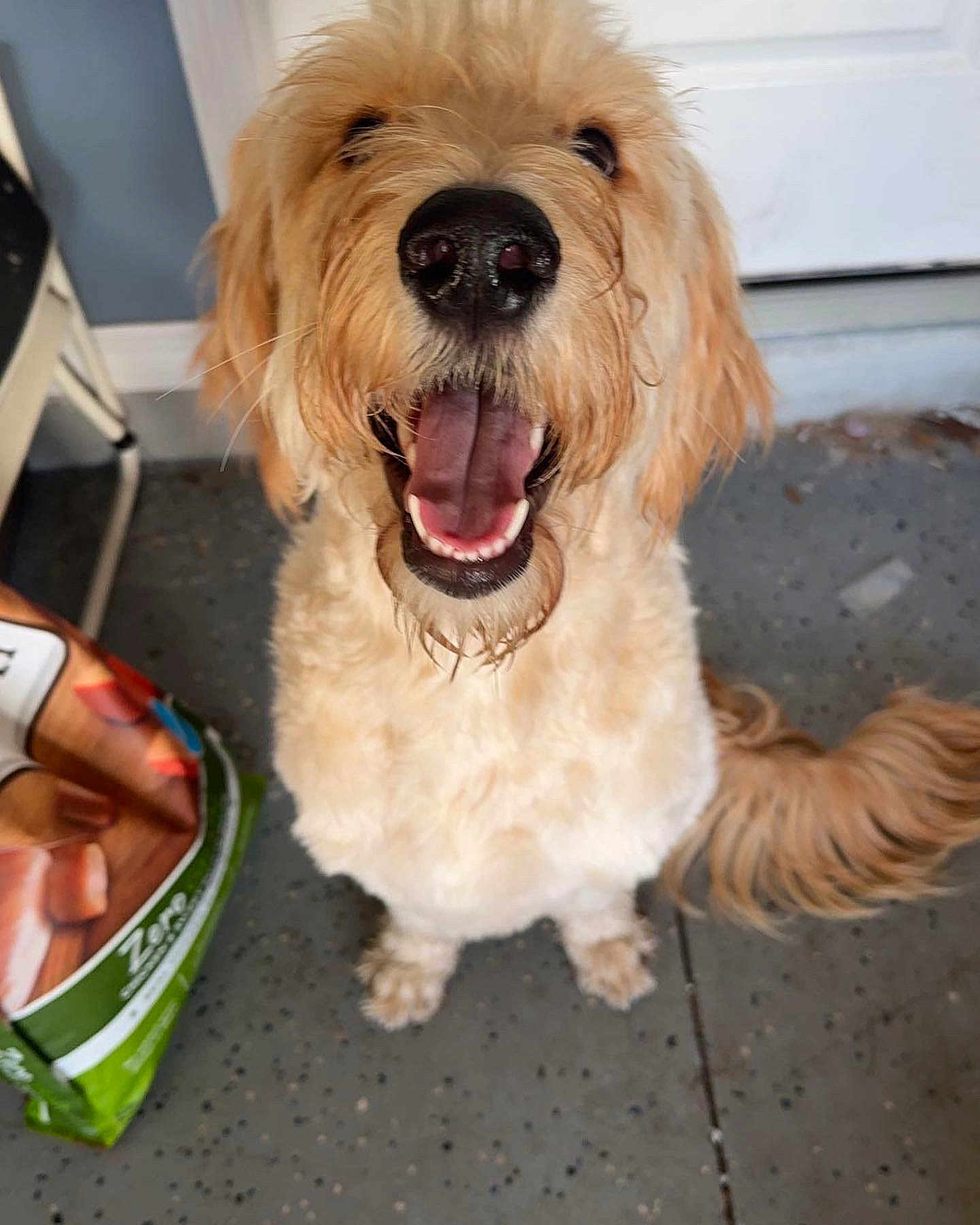 Echo joined the competition — help win amazing prizes! dog, golden_doodle, pet, happy, smiling, tongue_out, fluffy, fur, canine, indoor, floor, tail, food_bag, looking_up, cute, animal, mammal, companion, friendly, playful