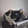 animal, black_and_white_cat, cat, close_up, crouching, curious, ears, eyes, feline, fur, home, indoor, keyboard, music, musical_instrument, pet, piano, sheet_music, whiskers, wooden_furniture