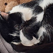 Harry participe au concours pour gagner de l'argent avec cette photo : cat, black_and_white, sleeping, curled_up, blanket, teddy_bear, soft_texture, furry, indoor, cozy, resting, whiskers, pet, animal, cute, fur, nap, close_up, domestic_cat, relaxation