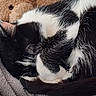cat, black_and_white, sleeping, curled_up, blanket, teddy_bear, soft_texture, furry, indoor, cozy, resting, whiskers, pet, animal, cute, fur, nap, close_up, domestic_cat, relaxation