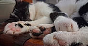 Harry participe au concours pour gagner de l'argent avec cette photo : animal, black_and_white, black_paws, blurred_background, cat, close_up, cute, domestic_cat, feline, fur, indoor, paw, pet, pink_paws, relaxed, resting, sleeping, soft, whiskers, wood