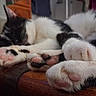 Harry participe au concours pour gagner de l'argent avec cette photo : cat, black_and_white, paw, sleeping, close_up, pet, indoor, wood, feline, animal, relaxed, cute, soft, resting, whiskers, fur, pink_paws, black_paws, blurred_background, domestic_cat