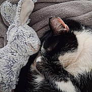 Harry participe au concours pour gagner de l'argent avec cette photo : animal, black_and_white, blanket, bunny, cat, close_up, comfort, cozy, cute, feline, fur, indoor, nap, pet, relaxation, resting, sleeping, soft_texture, stuffed_animal, toy