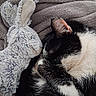 animal, black_and_white, blanket, bunny, cat, close_up, comfort, cozy, cute, feline, fur, indoor, nap, pet, relaxation, resting, sleeping, soft_texture, stuffed_animal, toy