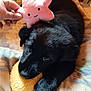 puppy, dog, black_dog, plush_toy, star_plush, hand, blanket, bed, indoor, cute, pet, animal, chewing, cozy, playful, soft_toy, fabric, resting, furry, young_dog