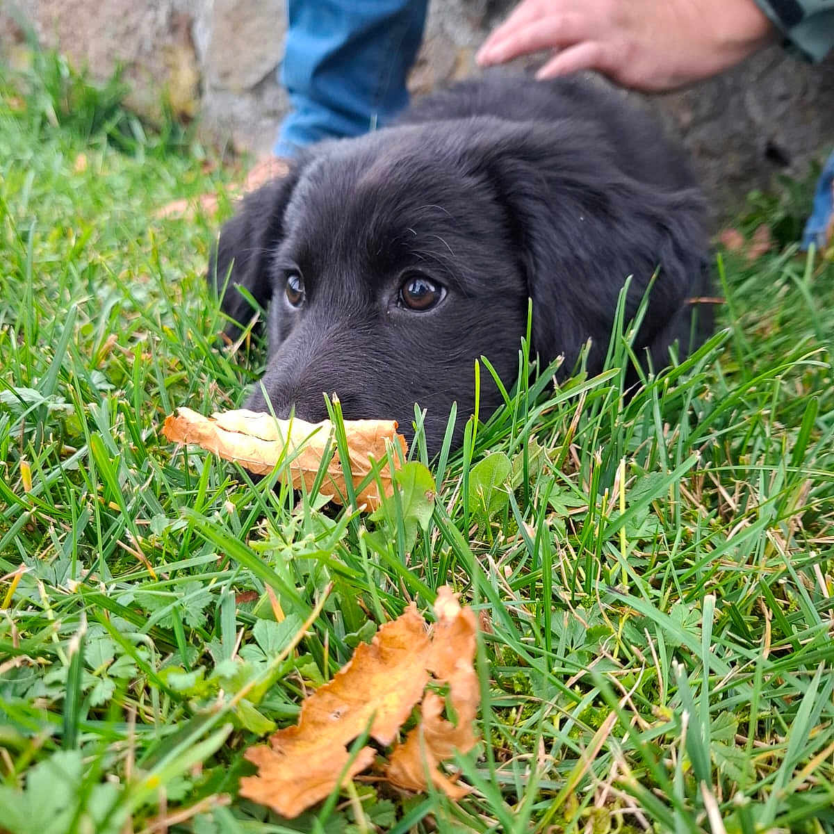 Niué participe au concours pour gagner de l'argent avec cette photo : animal, black_fur, caring, close_up, curious, daylight, dog, grass, hand, jeans, leaf, nature, outdoor, pet, playing, puppy, resting, stone_wall, touch, young_dog