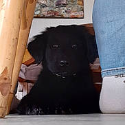 Niué participe au concours pour gagner de l'argent avec cette photo : black_dog, puppy, indoor, floor, chair, jeans, sock, human_leg, wooden_furniture, painting, wall_art, cozy, pet, animal, resting, cute, domestic, home, furniture, casual