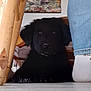 black_dog, puppy, indoor, floor, chair, jeans, sock, human_leg, wooden_furniture, painting, wall_art, cozy, pet, animal, resting, cute, domestic, home, furniture, casual