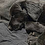 puppy, black_dog, sleeping, dog, pet, animal, cozy, blanket, cushion, fur, indoors, nap, resting, cute, closeup, soft, texture, comfort, paw, canine