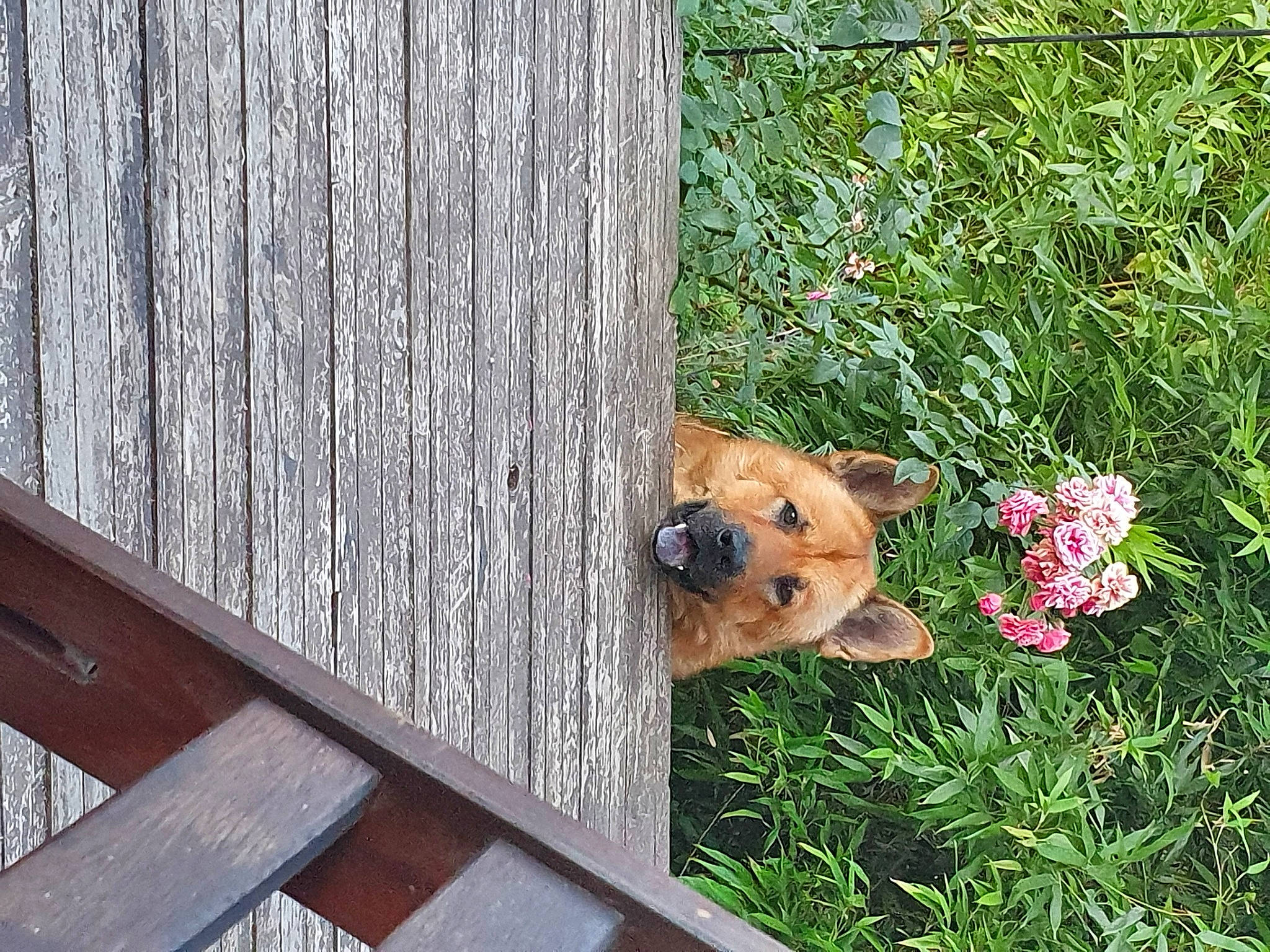 Eden a rejoint le concours — aidez-le/la à gagner de superbes lots ! canidae, carnivore, fawn, fence, flower, grass, hardwood, home_fencing, lumber, outdoor_furniture, plank, plant, snout, stuffed_toy, table, toy, tree, trunk, wood, wood_stain