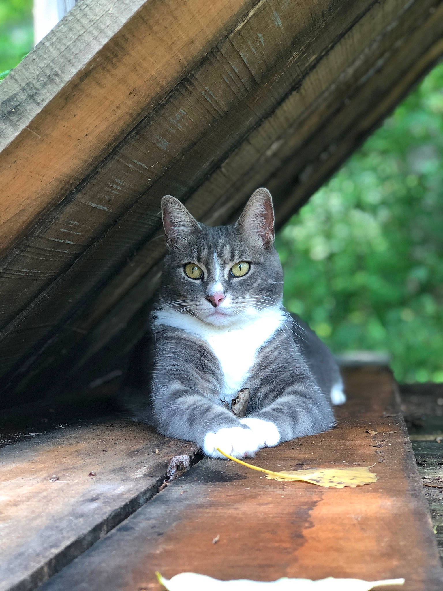 Girl Cat joined the competition — help win amazing prizes! carnivore, cat, domestic_short_haired_cat, felidae, fur, grass, grey, hardwood, paw, plant, roof, sitting, small_to_medium_sized_cats, snout, tail, tree, whiskers, window, wood