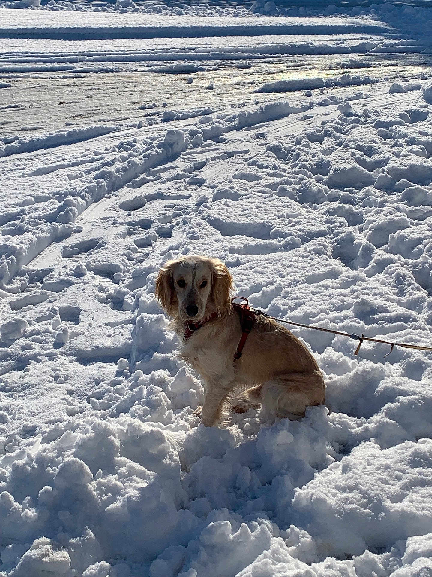 Ygloo a rejoint le concours — aidez-le/la à gagner de superbes lots ! dog, golden_retriever, snow, snowy_field, harness, leash, sitting, pet, outdoor, sunlight, shadow, footprints, cold, paws, white_snow, winter, portrait, looking_at_camera, fluffy, background