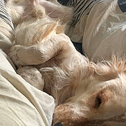 Ygloo participe au concours pour gagner de l'argent avec cette photo : dog, sleeping_dog, bed, blanket, paw, nose, fur, cozy, indoor, bedroom, pet, domestic_animal, resting, cute, close_up, bedding, striped_pattern, white_and_tan, floppy_ears, contentment