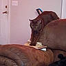 cat, brown_cat, pet, animal, feline, indoors, living_room, couch, sofa, books, stacked_books, balancing, sitting, standing, yellow_eyes, whiskers, ears, furniture, door, home