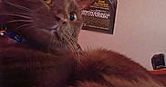 Bug is registered to the contest to win money with this photo: cat, brown_cat, fluffy, fur, whiskers, eyes, close_up, pet, animal, portrait, indoor, home, wall, movie_poster, blue_collar, collar, dramatic_lighting, curious, camera, couch