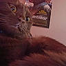 cat, brown_cat, fluffy, fur, whiskers, eyes, close_up, pet, animal, portrait, indoor, home, wall, movie_poster, blue_collar, collar, dramatic_lighting, curious, camera, couch